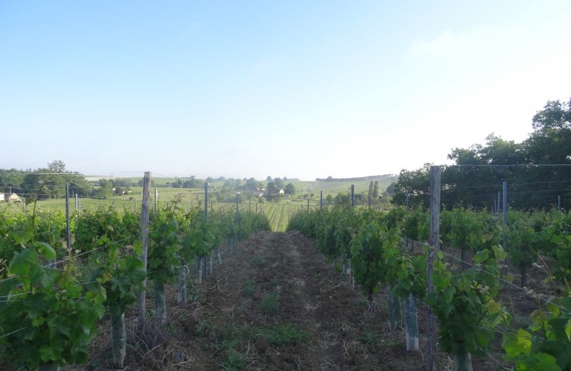 vin-bergerac-monbazillac-gerales