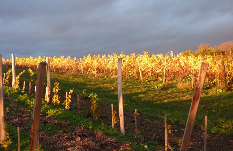 vin-bergerac-monbazillac-gerales-foie-gras-au-torchon