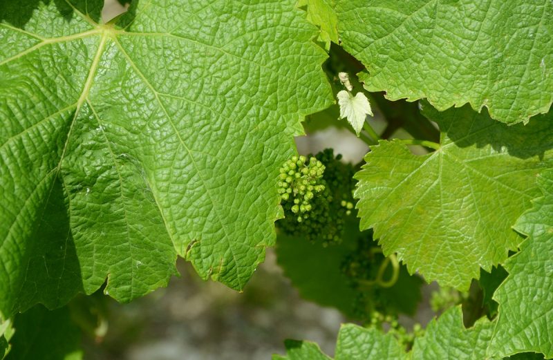 Lotte à l’Armoricaine au Monbazillac